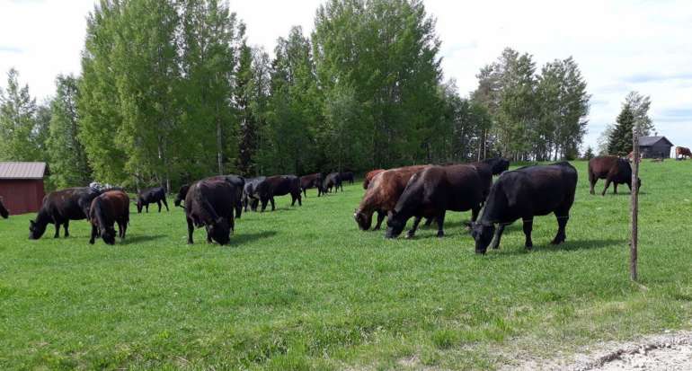 Lehmät syövät nurmea laitumella