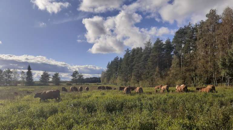 lauma ruskeita lehmiä laitumella, taustalla metsää, sinistä taivasta ja valkoisia pilviä