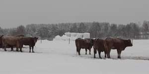 lehmiä ulkona aidatussa tarhassa lumisessa talvisäässä